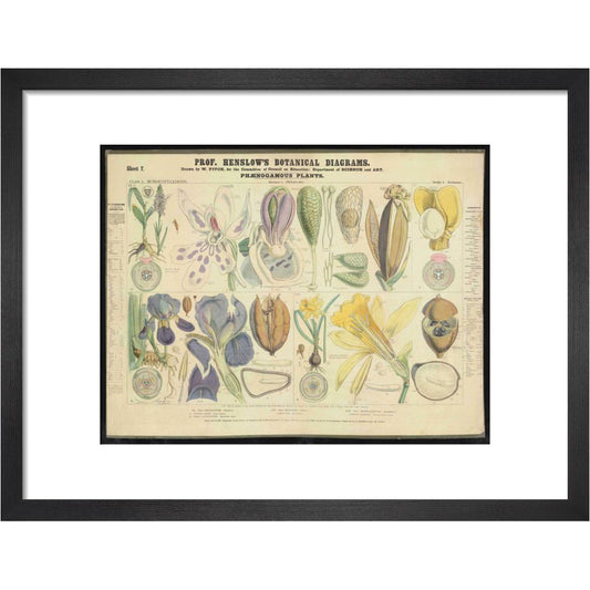 Professor Henslow's Botanical Diagrams: Sheet 7 - Art print