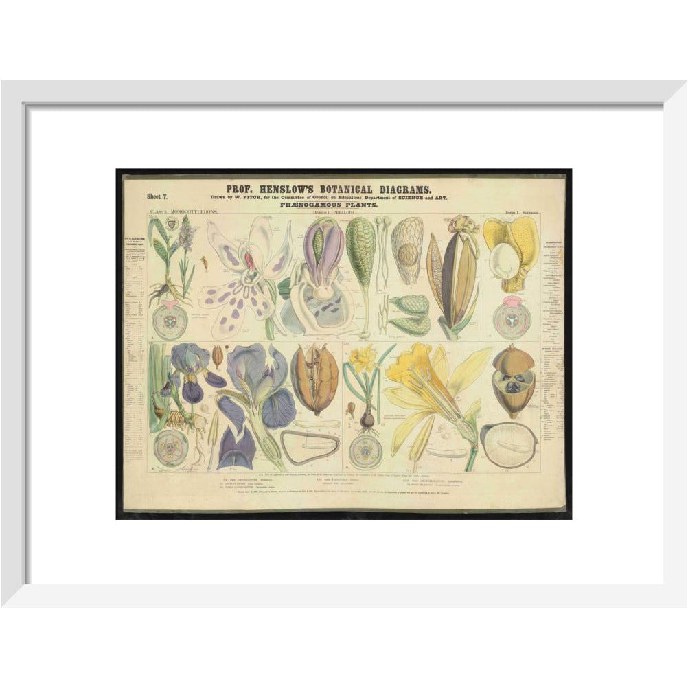Professor Henslow's Botanical Diagrams: Sheet 7 - Art print