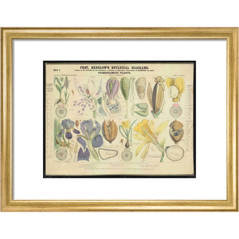 Professor Henslow's Botanical Diagrams: Sheet 7 - Art print
