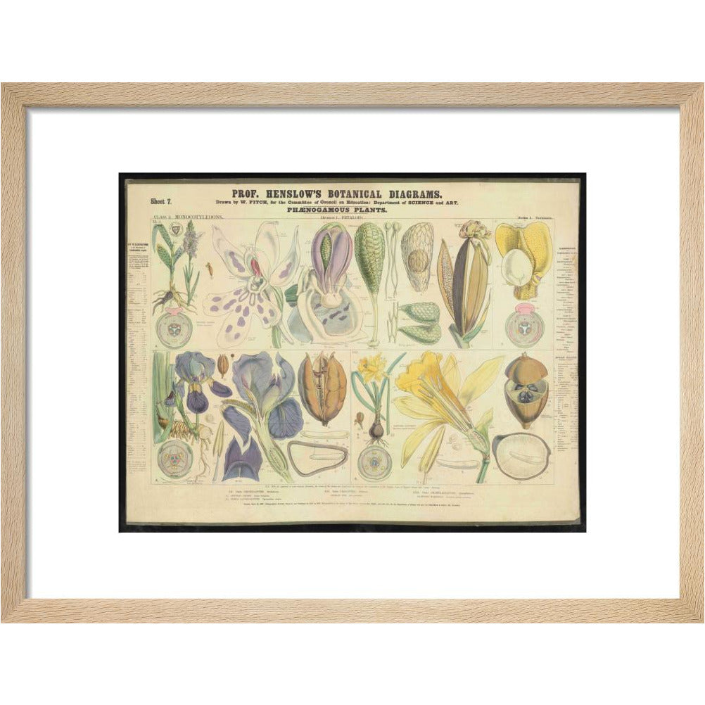 Professor Henslow's Botanical Diagrams: Sheet 7 - Art print