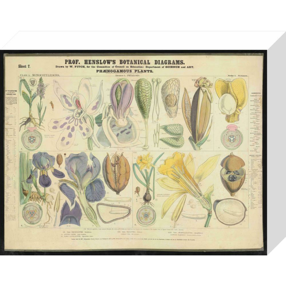 Professor Henslow's Botanical Diagrams: Sheet 7 - Art print