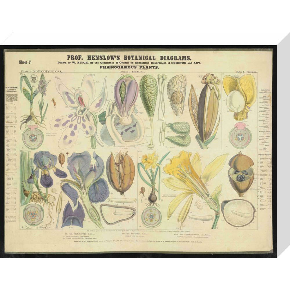 Professor Henslow's Botanical Diagrams: Sheet 7 - Art print