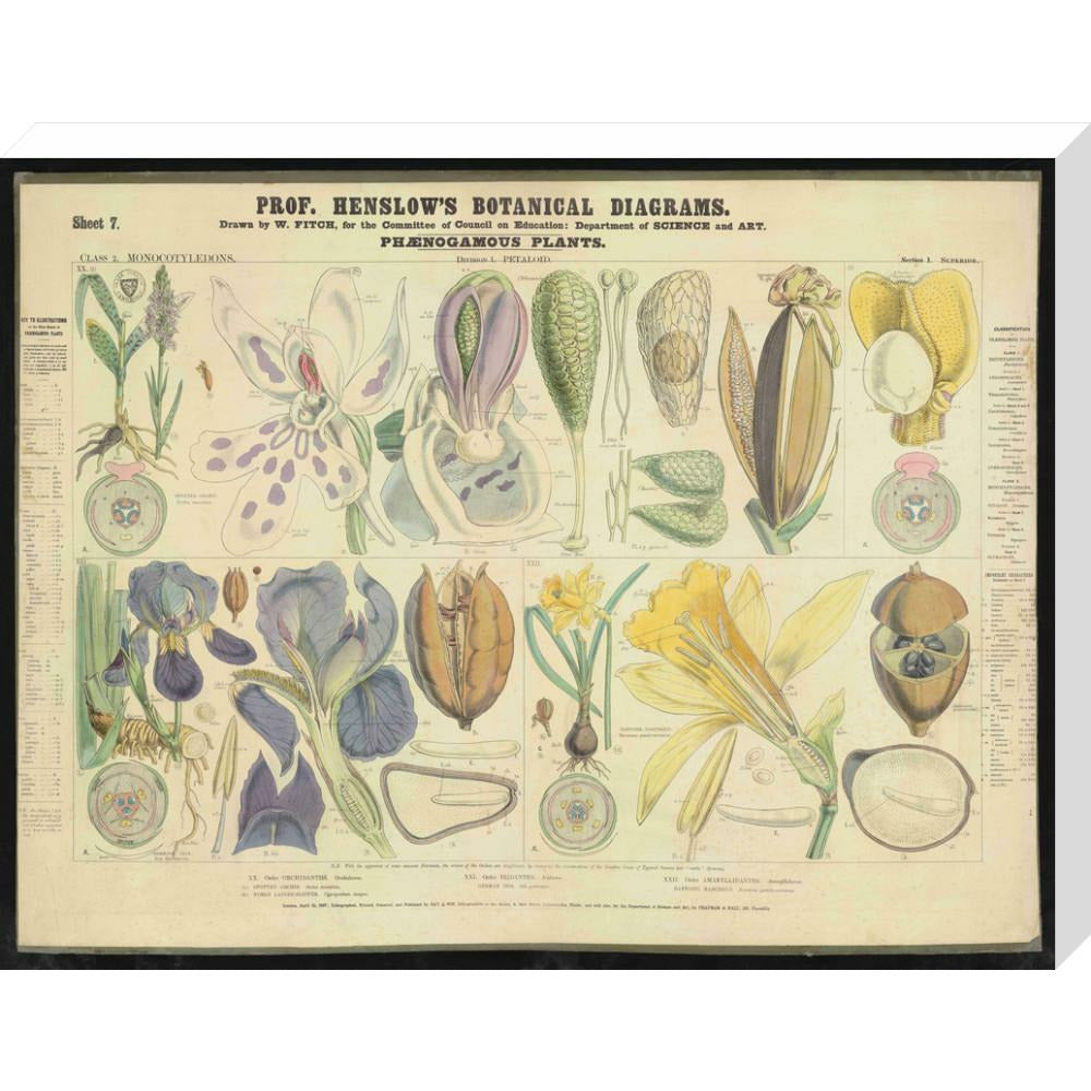 Professor Henslow's Botanical Diagrams: Sheet 7 - Art print