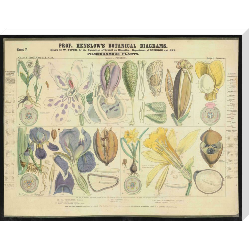 Professor Henslow's Botanical Diagrams: Sheet 7 - Art print