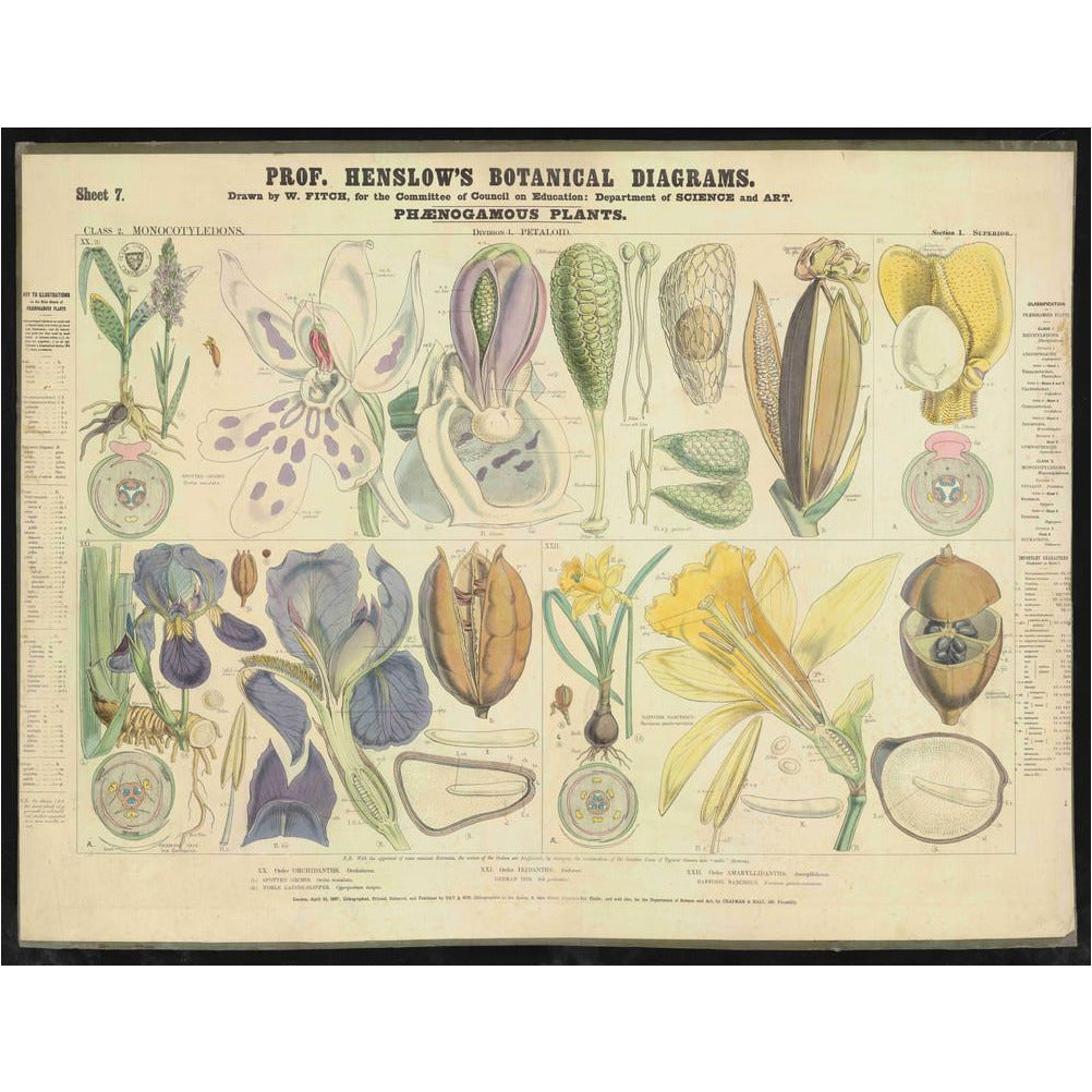 Professor Henslow's Botanical Diagrams: Sheet 7 - Art print