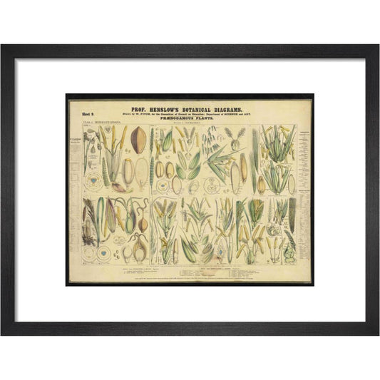 Professor Henslow's Botanical Diagrams: Sheet 9 - Art print