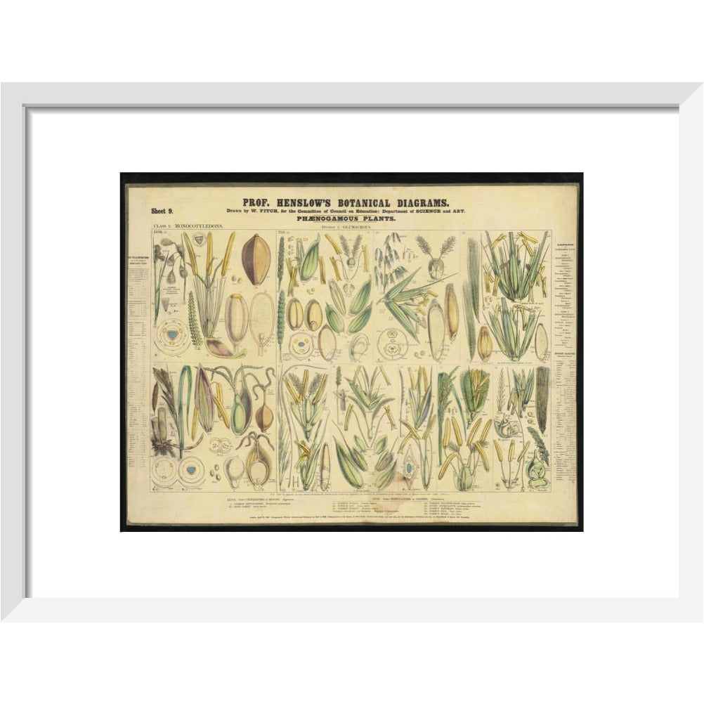 Professor Henslow's Botanical Diagrams: Sheet 9 - Art print