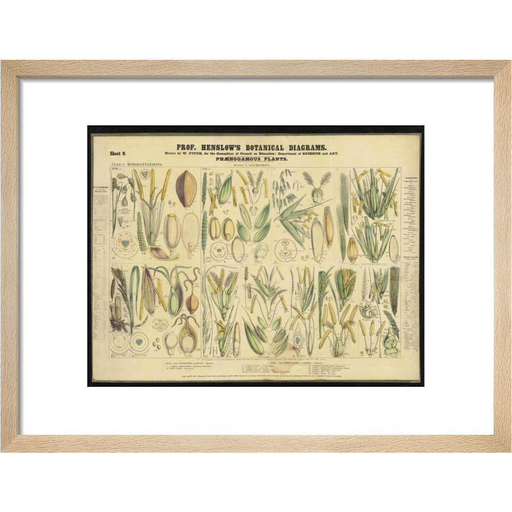 Professor Henslow's Botanical Diagrams: Sheet 9 - Art print