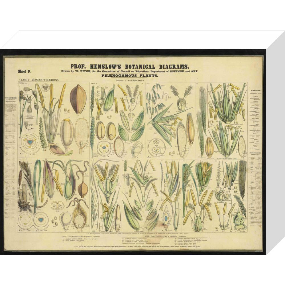 Professor Henslow's Botanical Diagrams: Sheet 9 - Art print