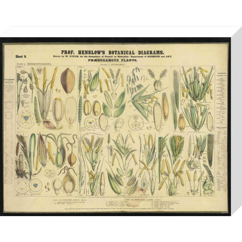 Professor Henslow's Botanical Diagrams: Sheet 9 - Art print