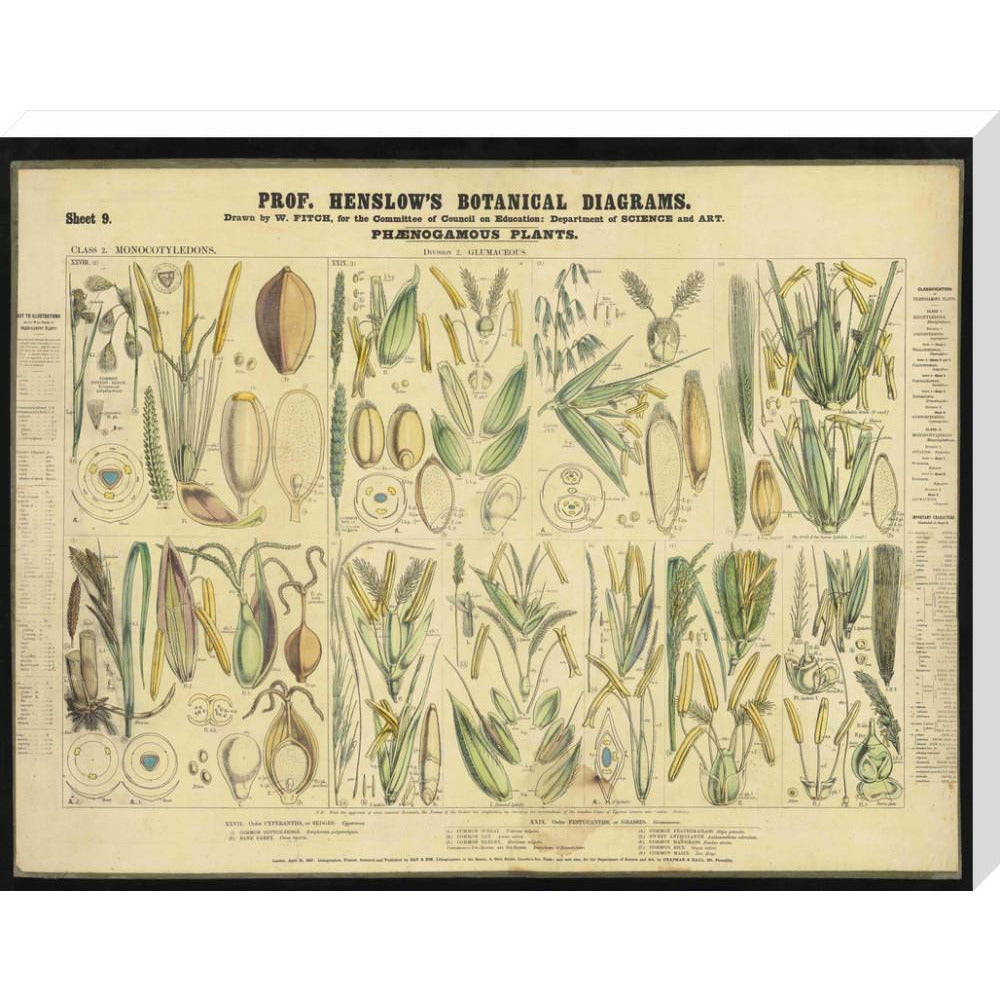 Professor Henslow's Botanical Diagrams: Sheet 9 - Art print