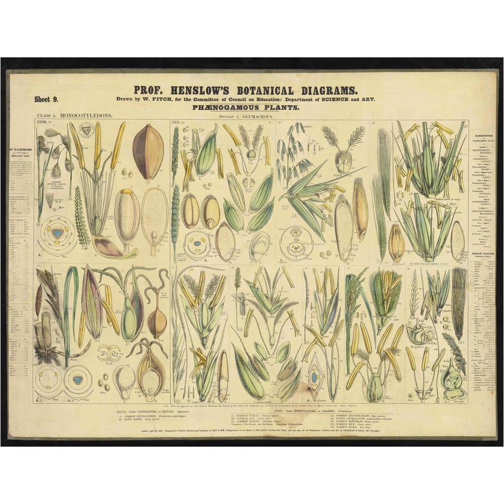 Professor Henslow's Botanical Diagrams: Sheet 9 - Art print