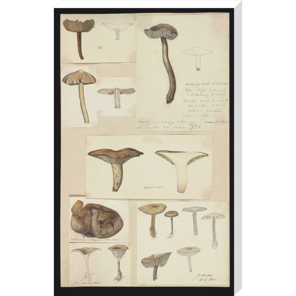 Illustrations of Fungi - Art print