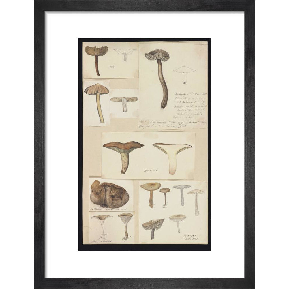 Illustrations of Fungi - Art print
