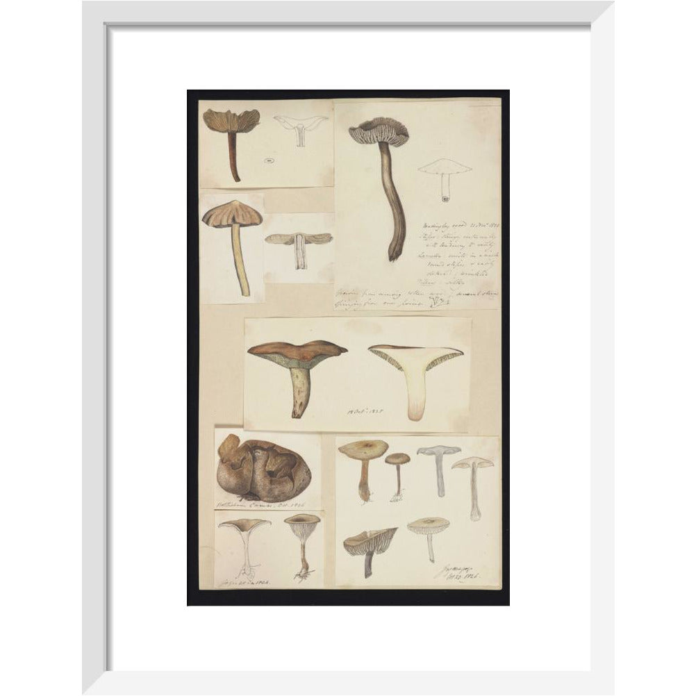 Illustrations of Fungi - Art print