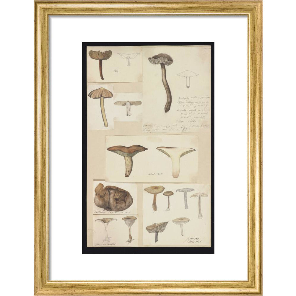Illustrations of Fungi - Art print