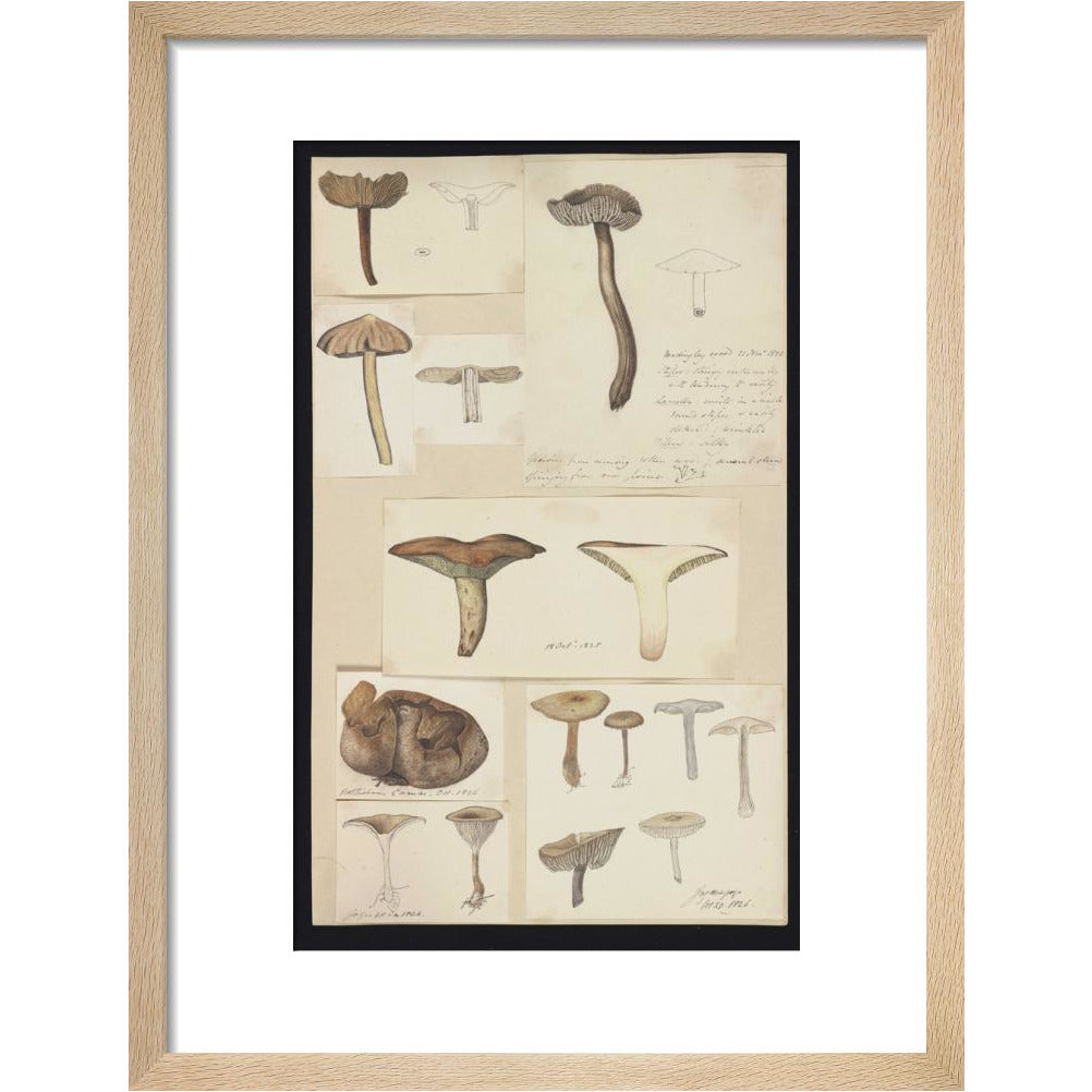 Illustrations of Fungi - Art print