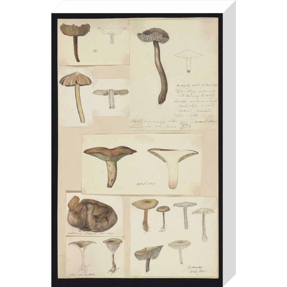 Illustrations of Fungi - Art print
