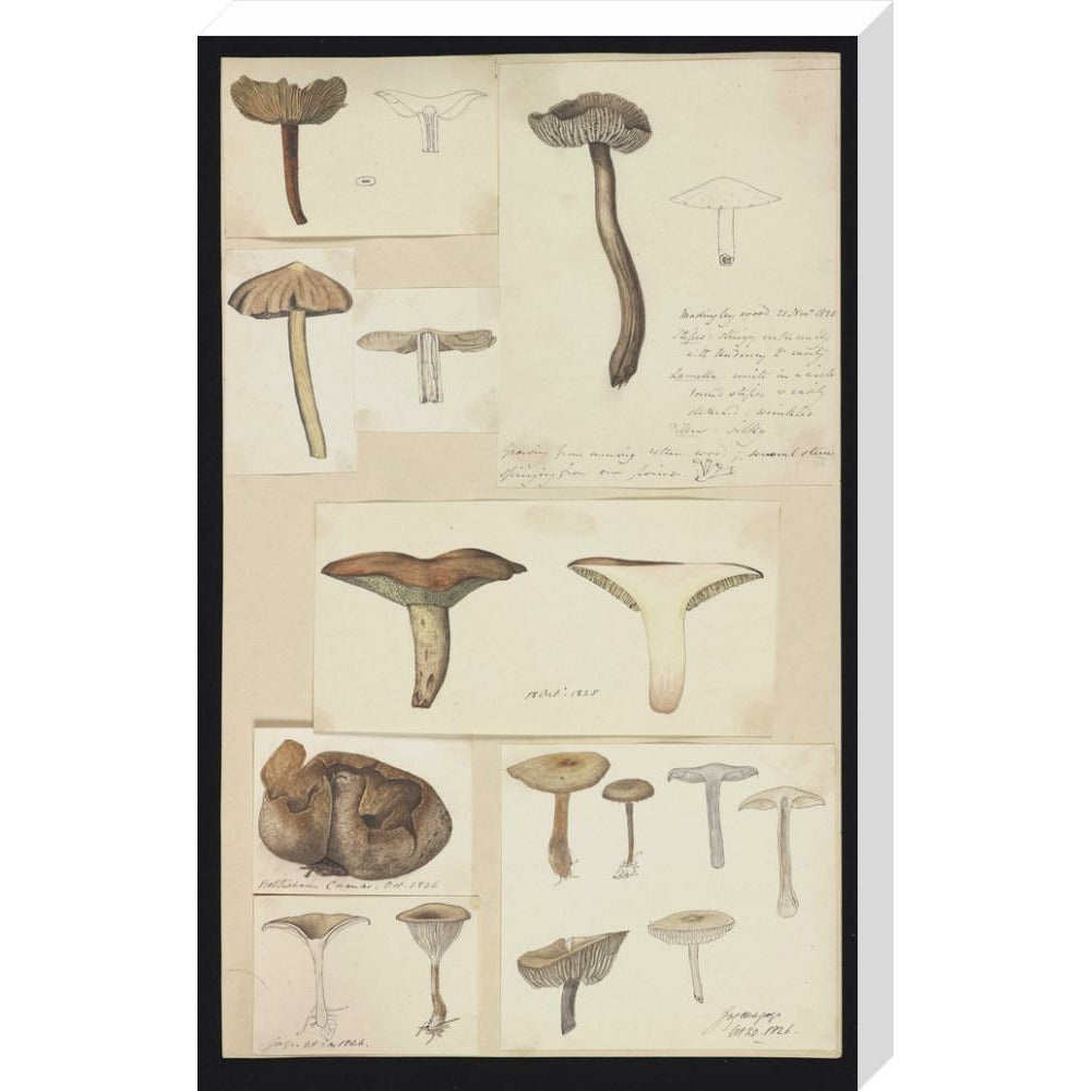 Illustrations of Fungi - Art print