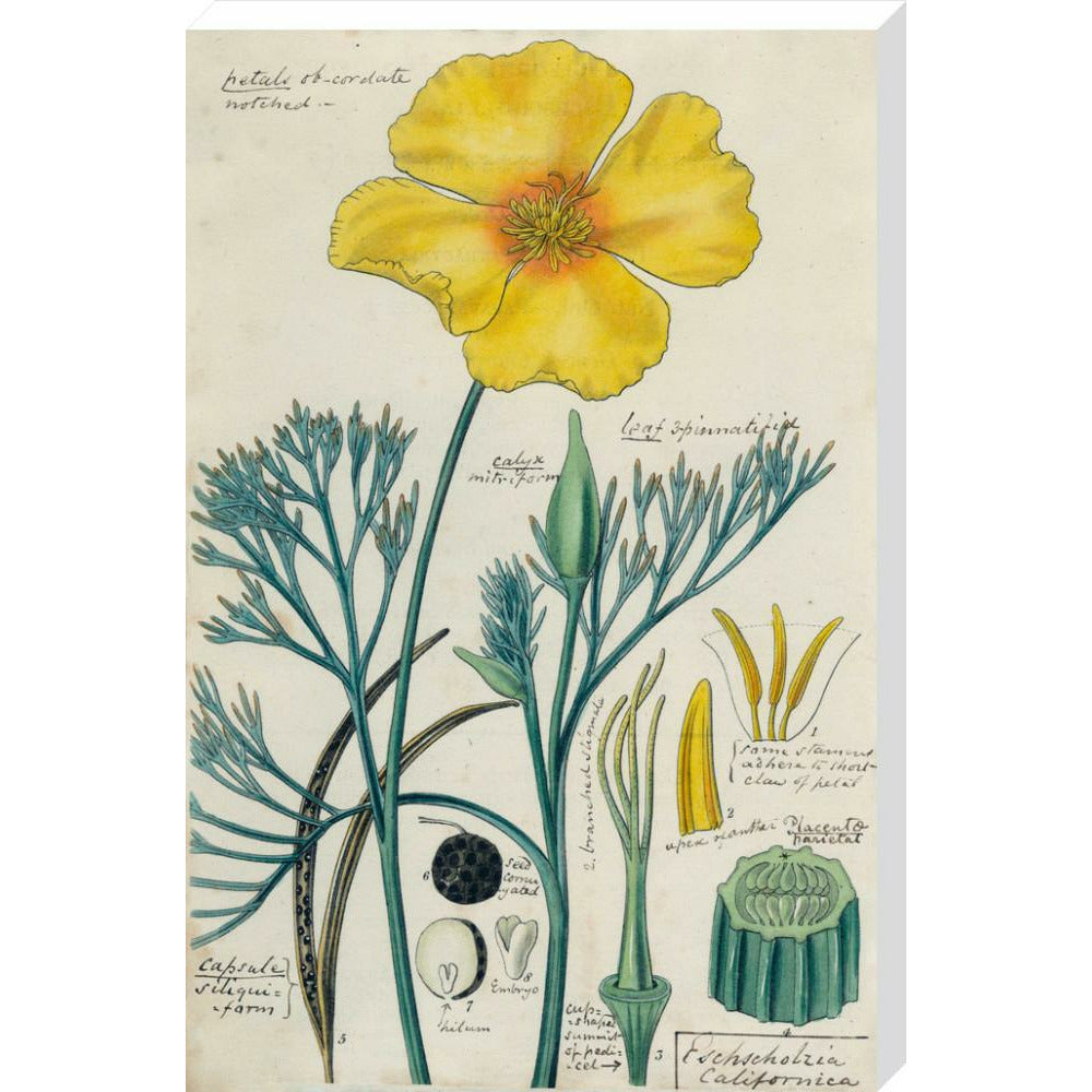 Californian Poppy - Art print