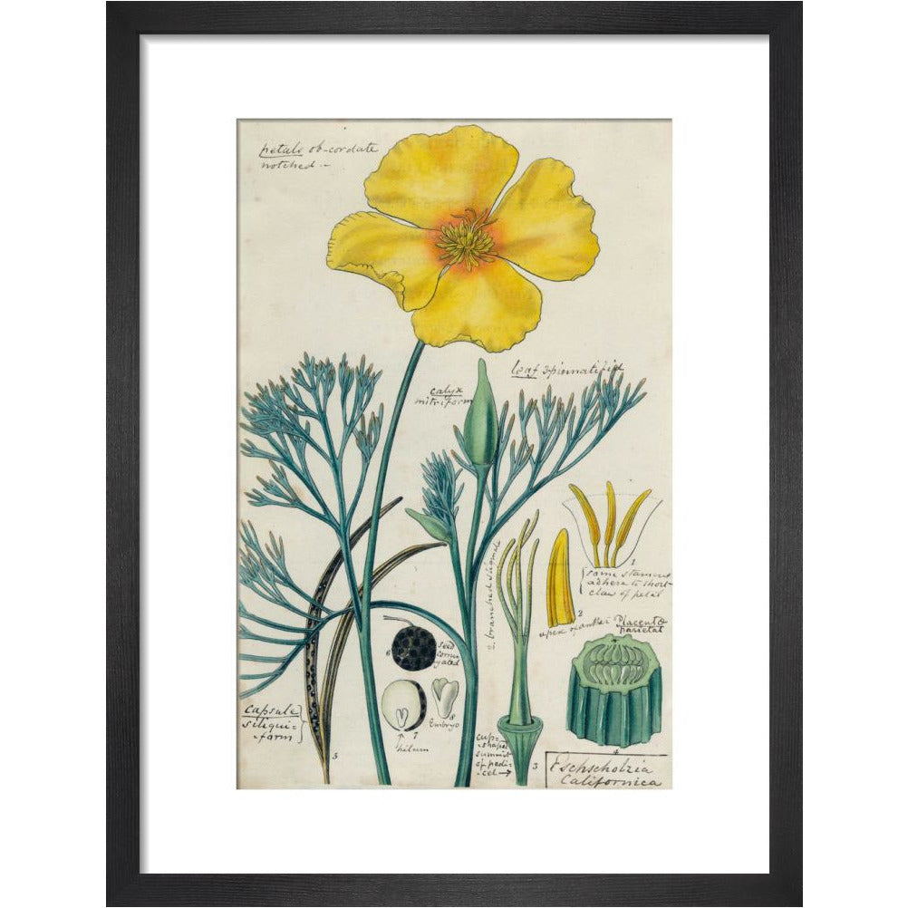 Californian Poppy - Art print