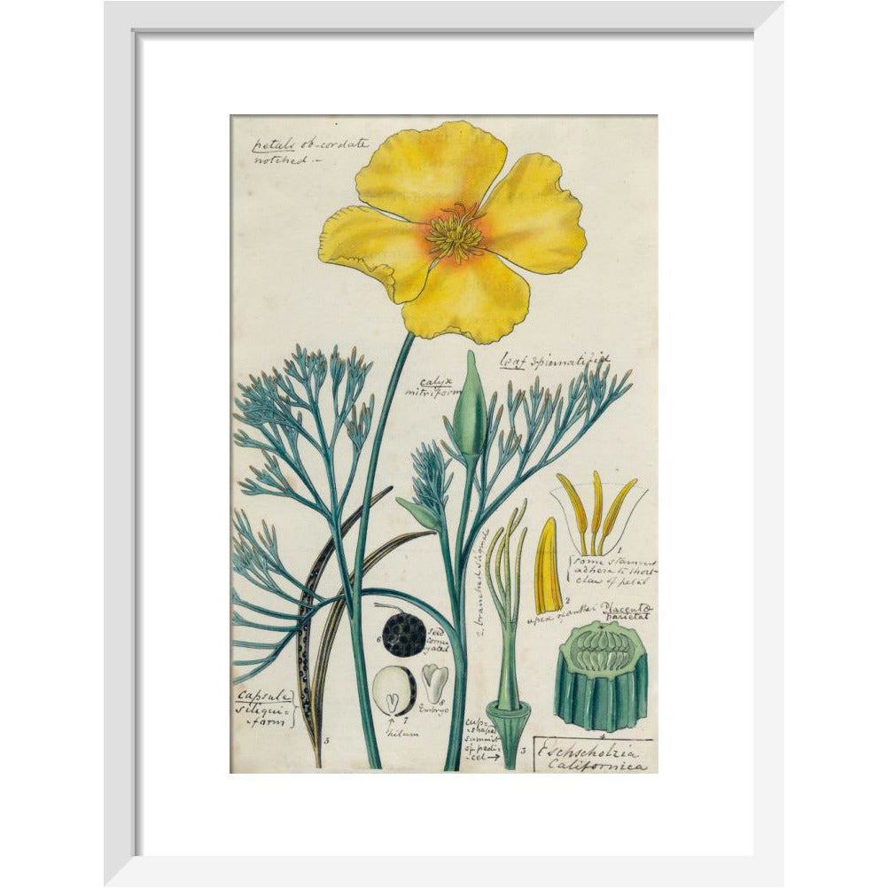 Californian Poppy - Art print