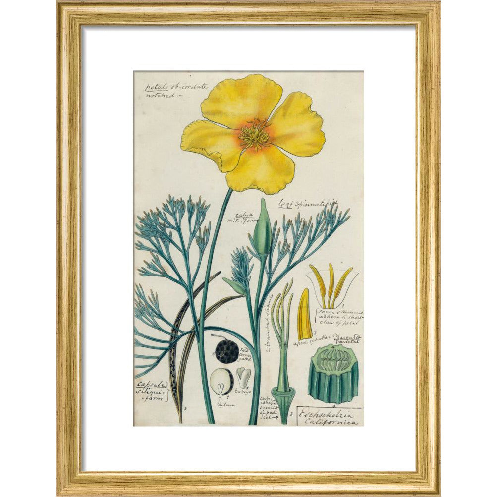 Californian Poppy - Art print