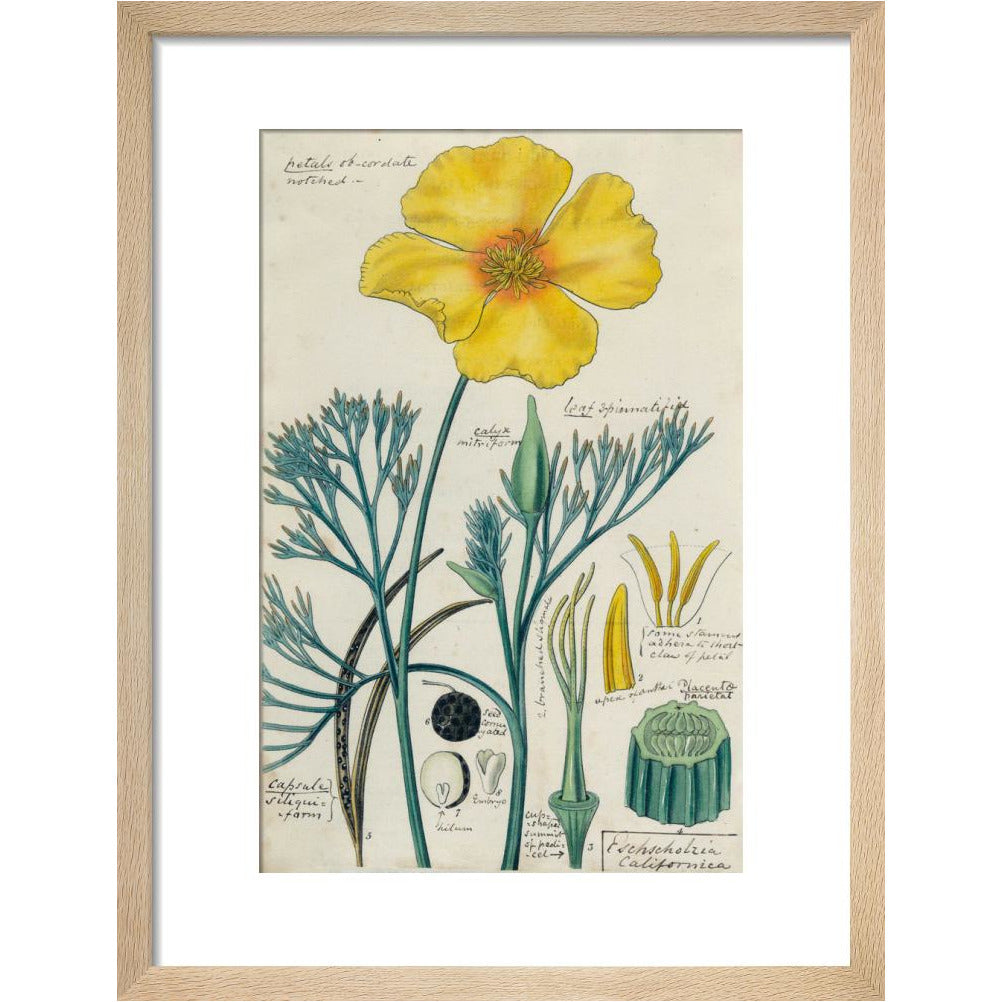 Californian Poppy - Art print