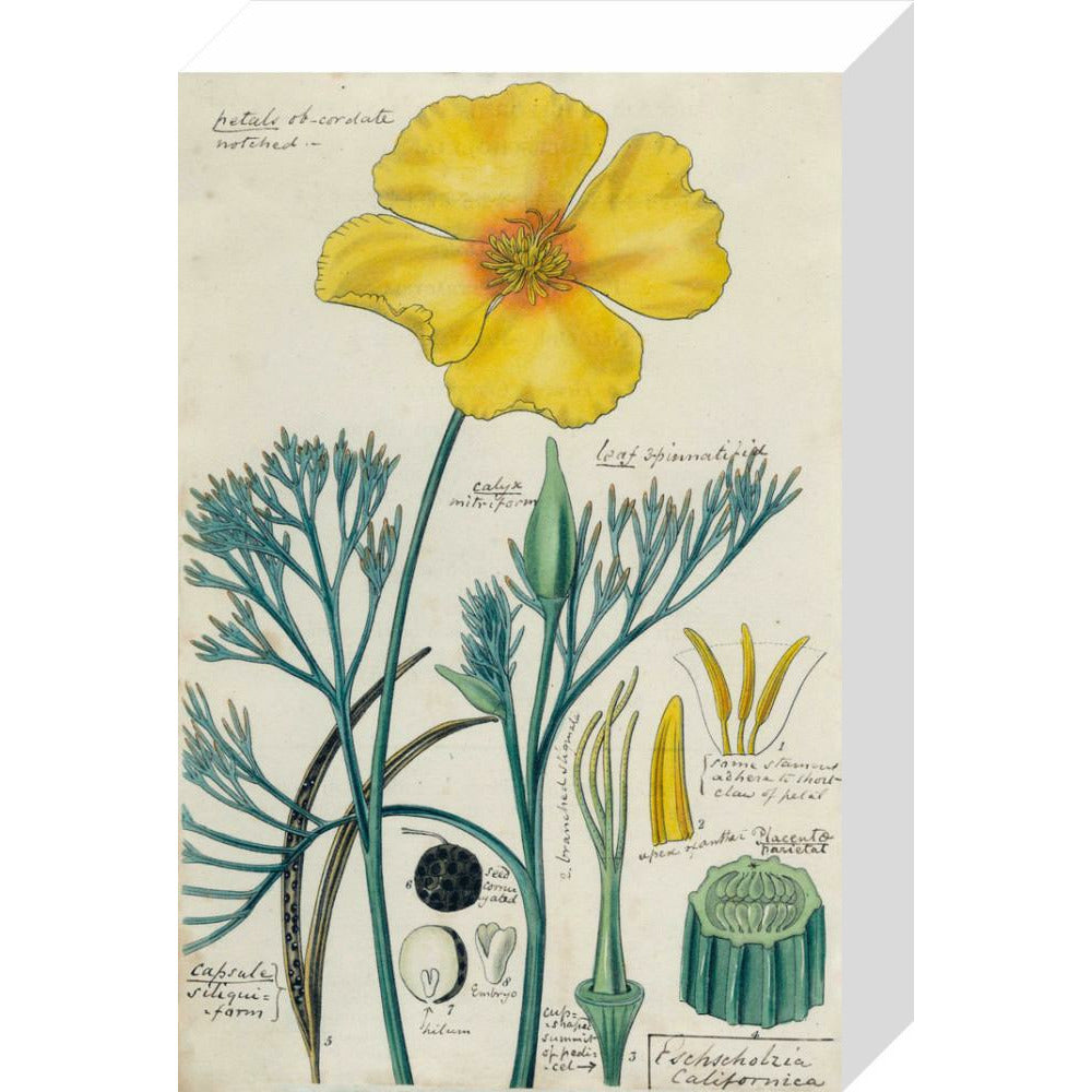 Californian Poppy - Art print
