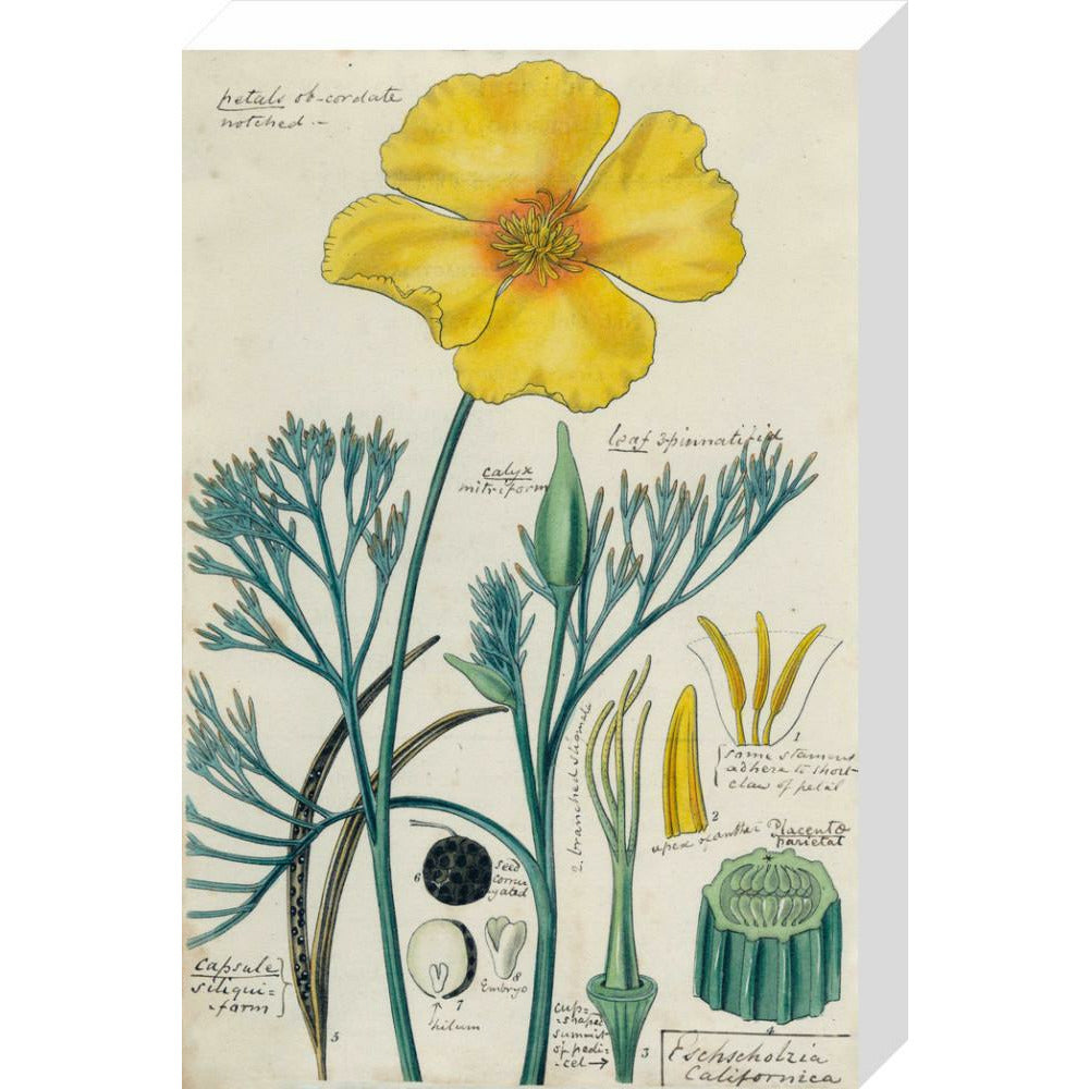 Californian Poppy - Art print