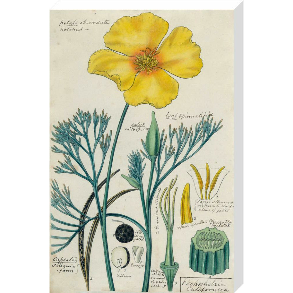 Californian Poppy - Art print
