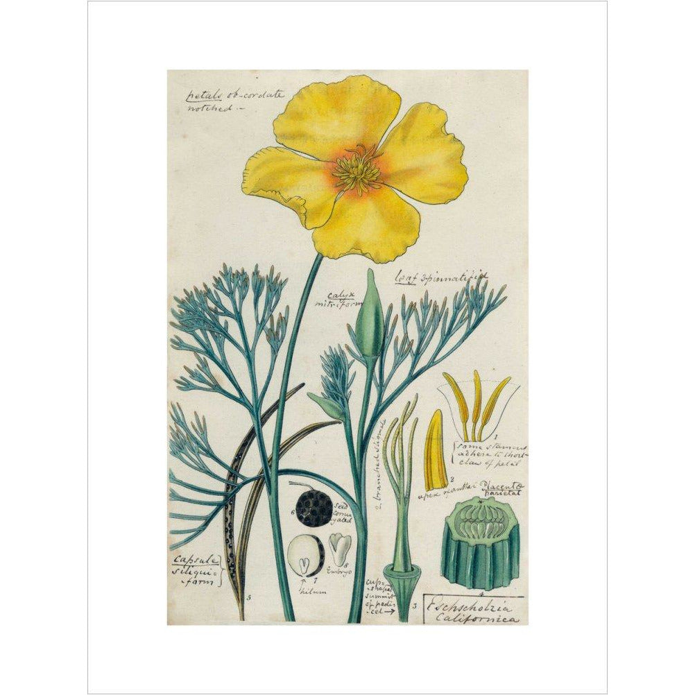 Californian Poppy - Art print