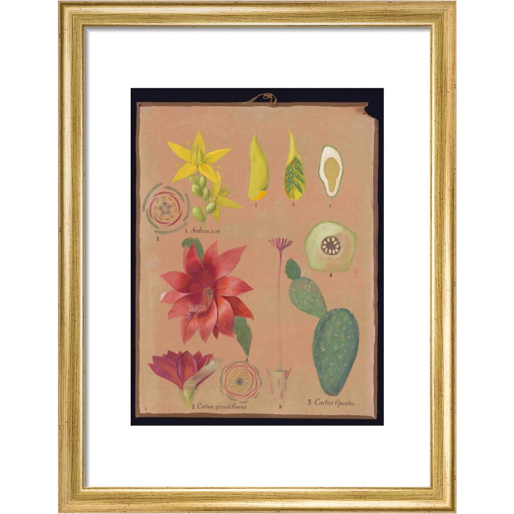 Cactus sedum - Art print