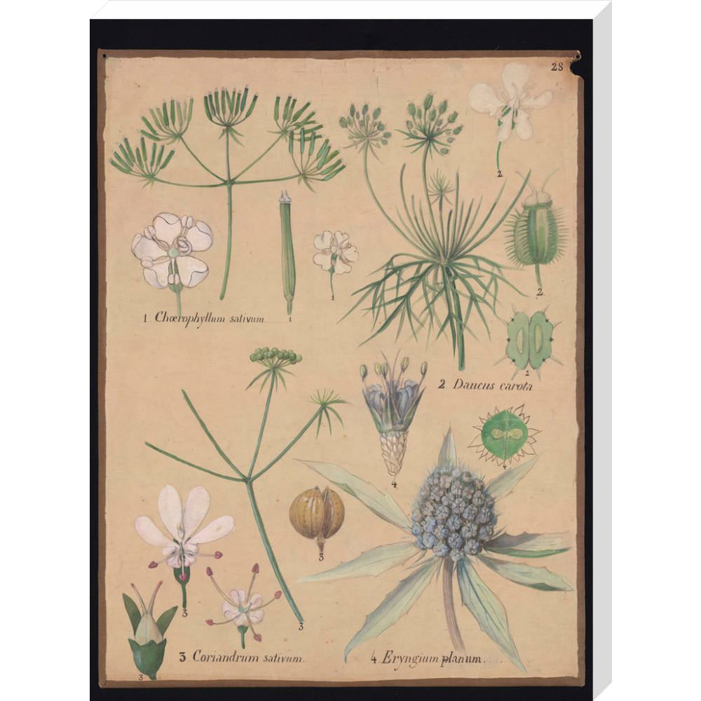 Coriandrum Eryngium - Art print