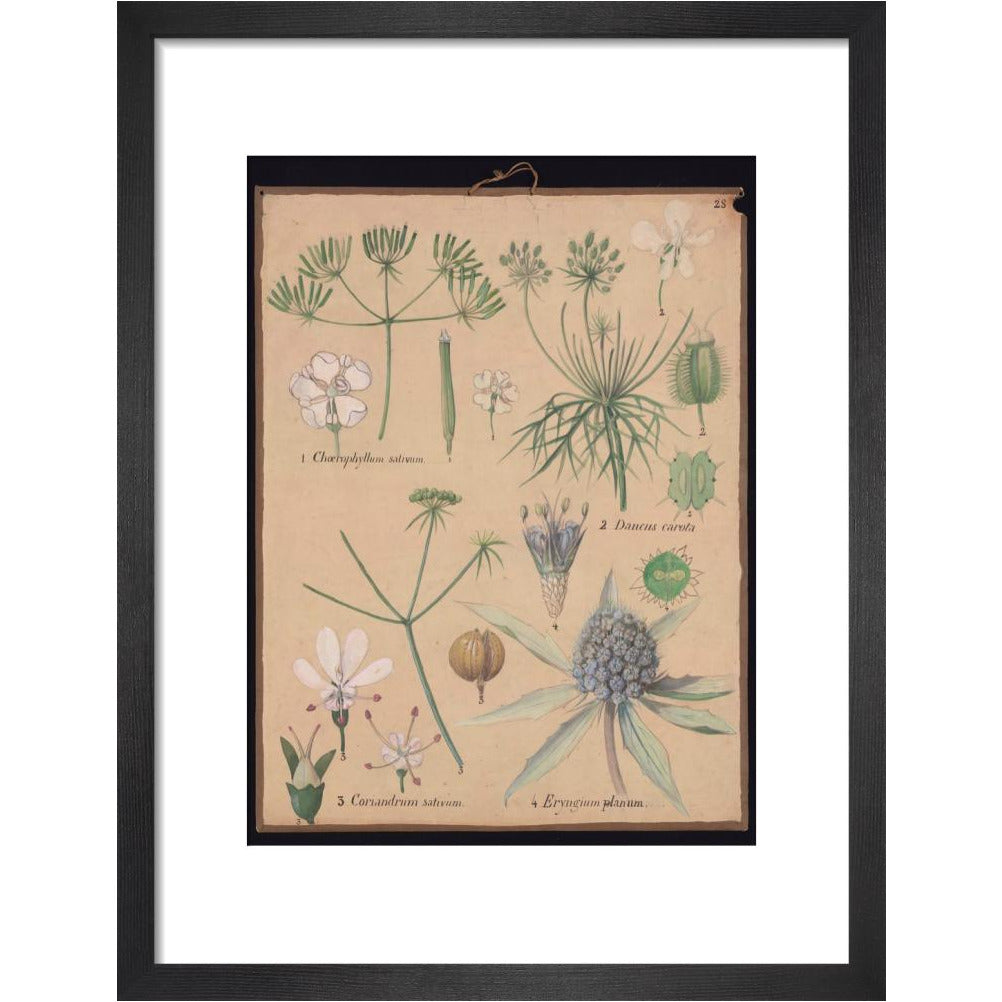 Coriandrum Eryngium - Art print
