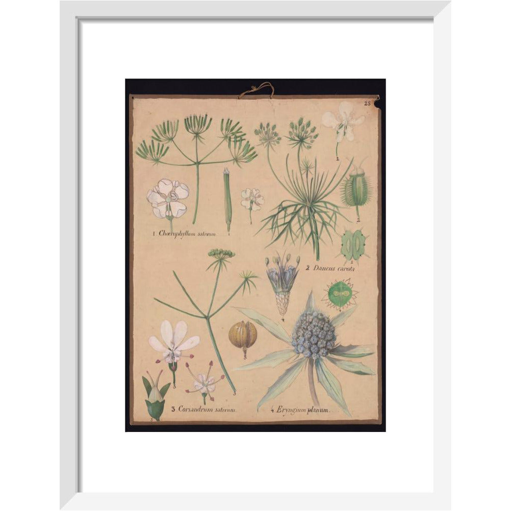 Coriandrum Eryngium - Art print