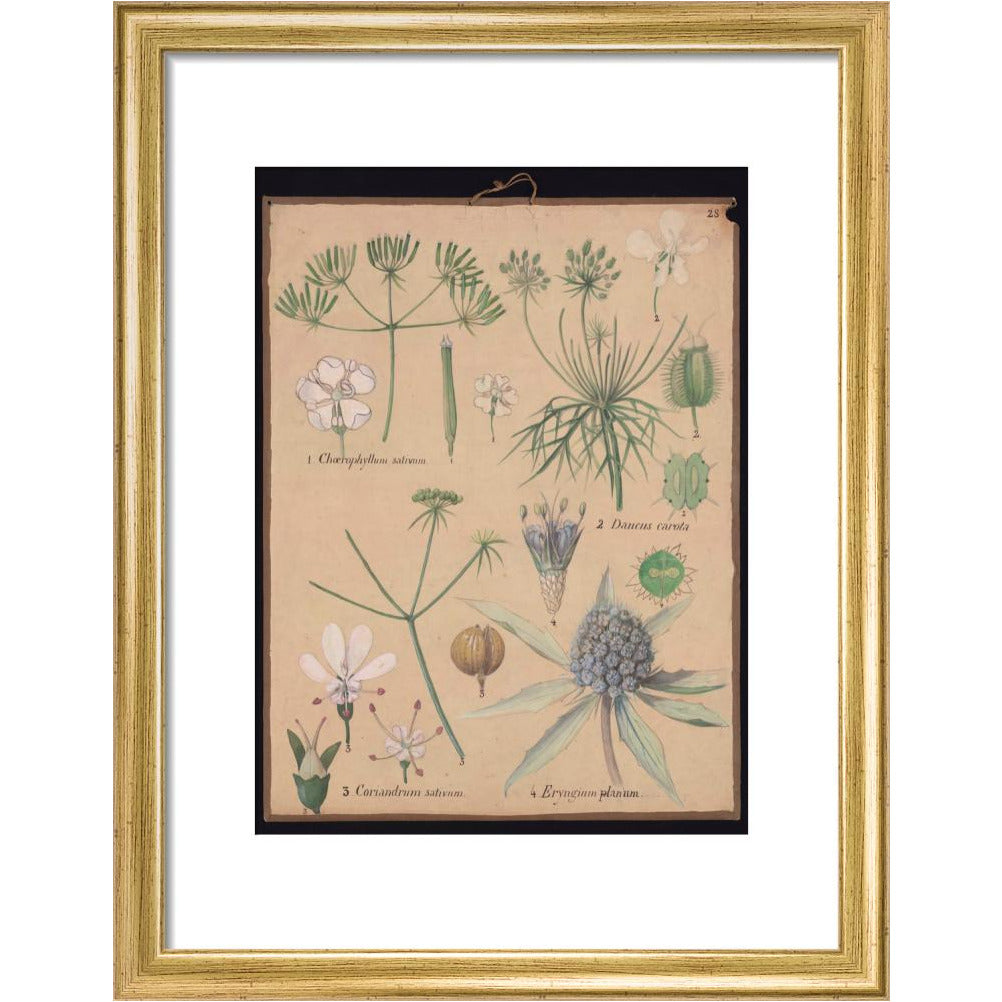 Coriandrum Eryngium - Art print