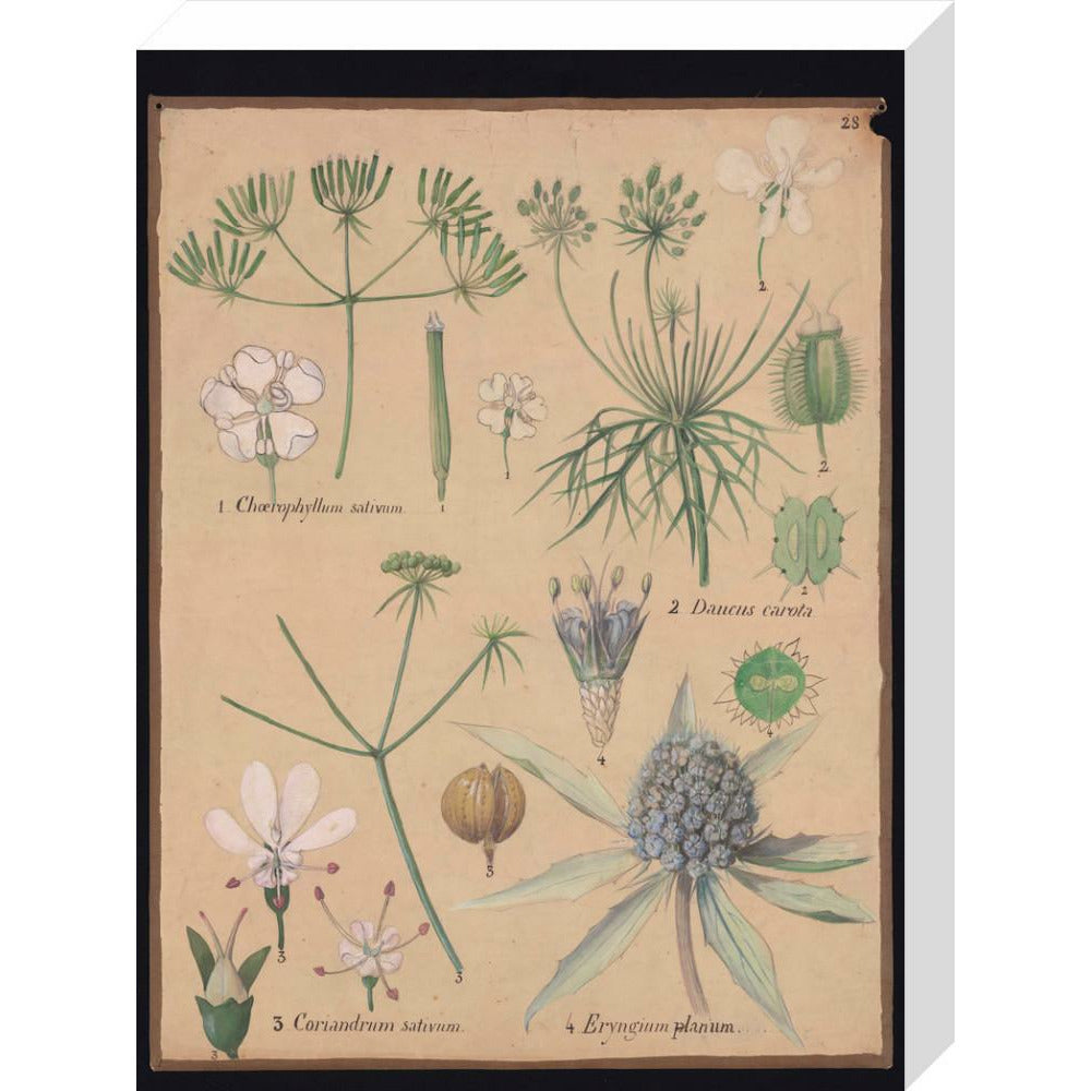 Coriandrum Eryngium - Art print