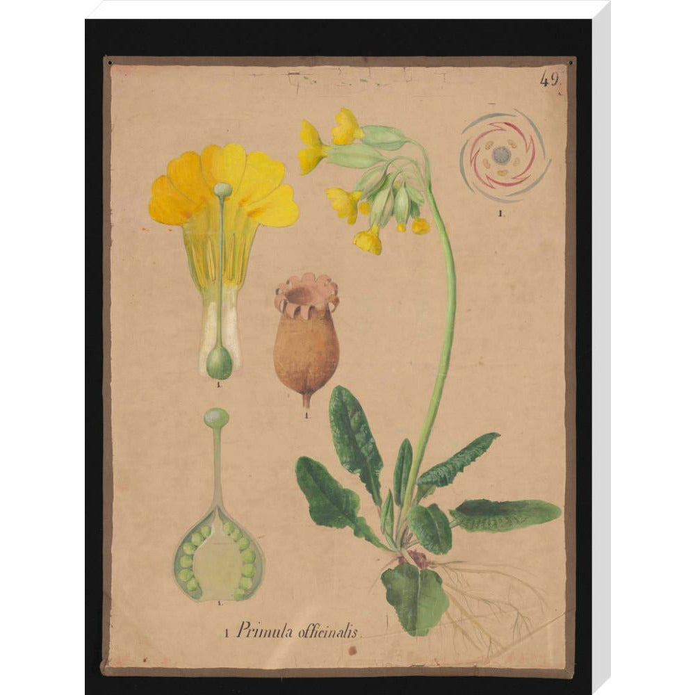 Primula Officianalis / Cowslip - Art print