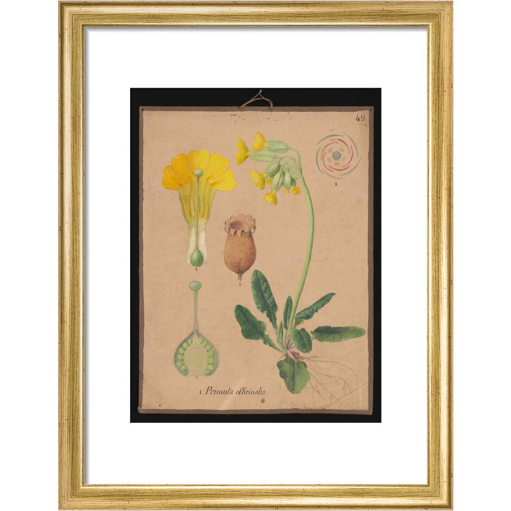 Primula Officianalis / Cowslip - Art print