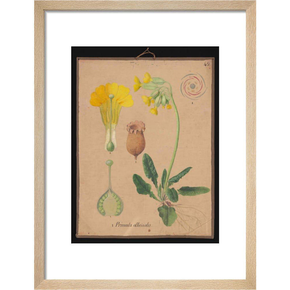 Primula Officianalis / Cowslip - Art print