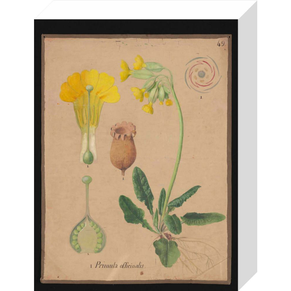 Primula Officianalis / Cowslip - Art print