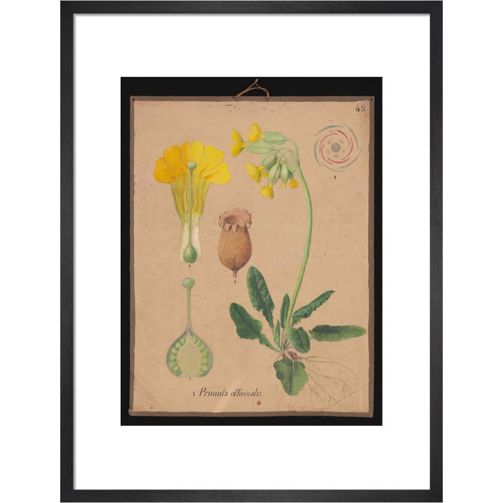 Primula Officianalis / Cowslip - Art print