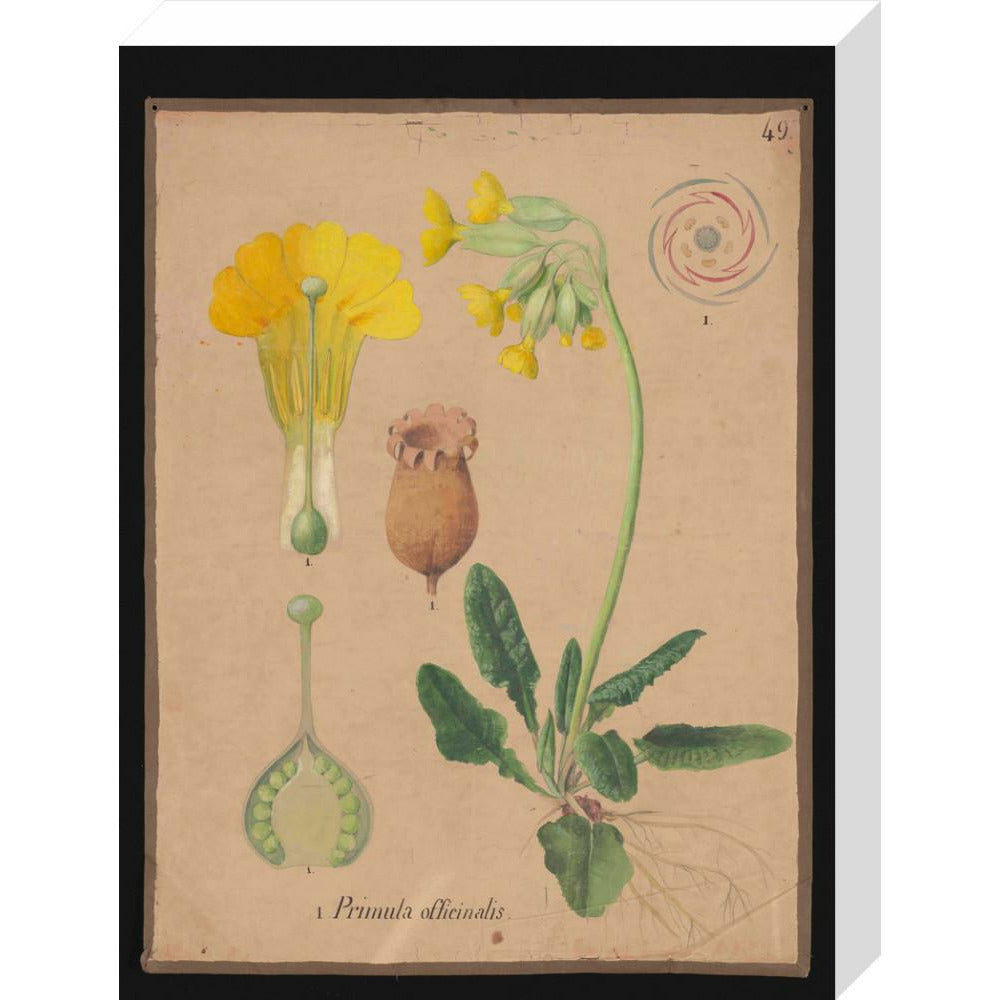 Primula Officianalis / Cowslip - Art print