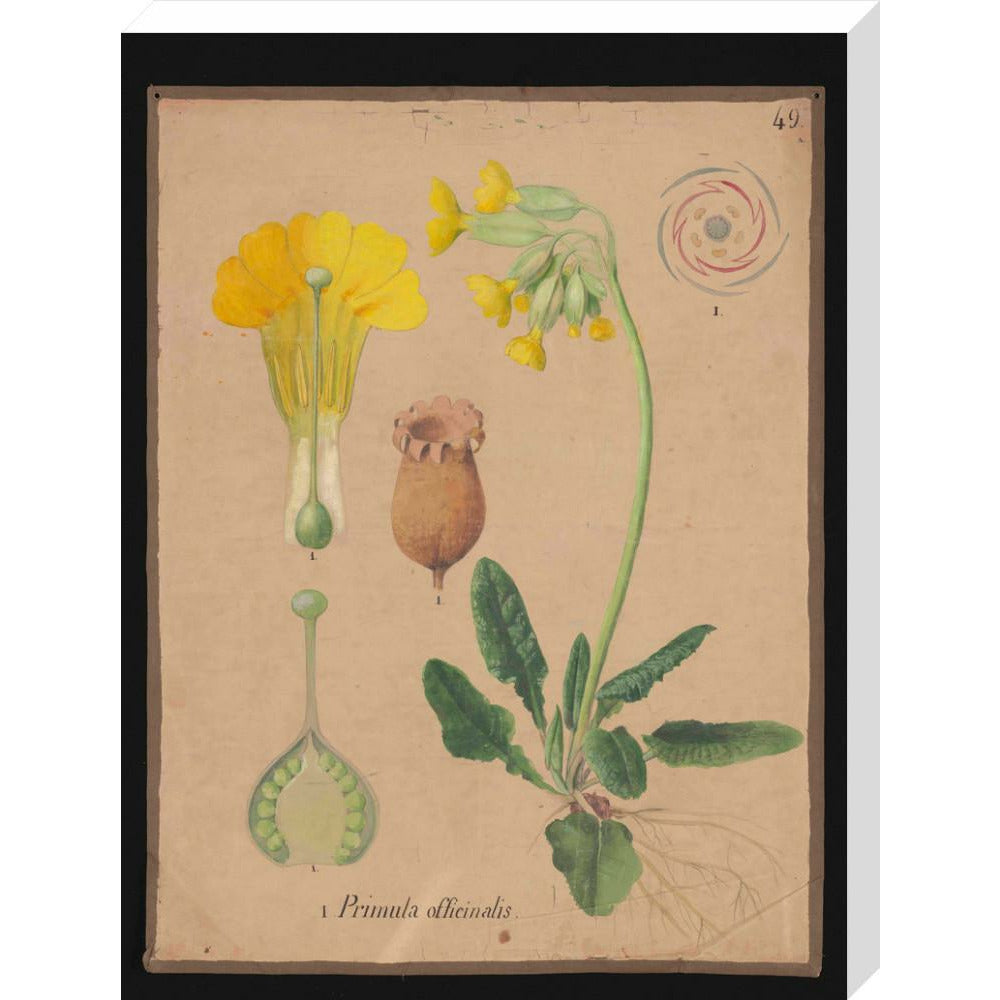 Primula Officianalis / Cowslip - Art print