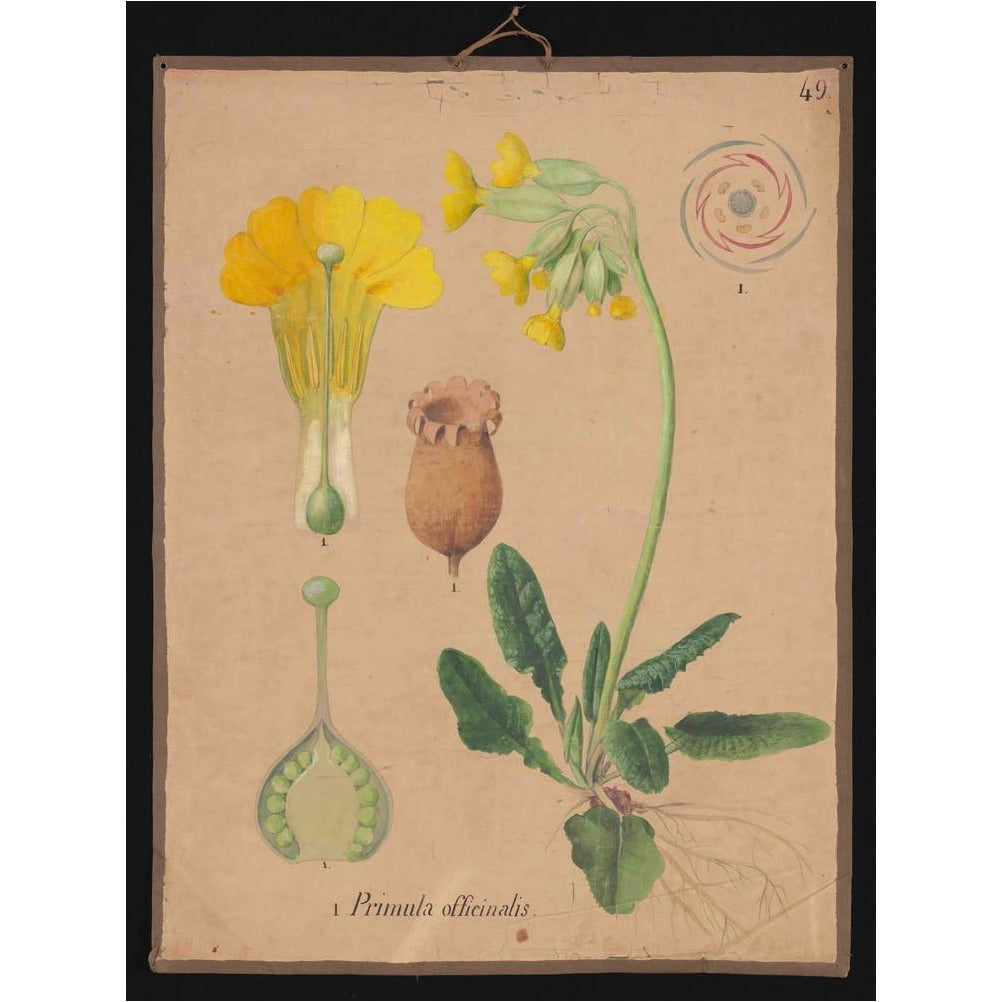 Primula Officianalis / Cowslip - Art print
