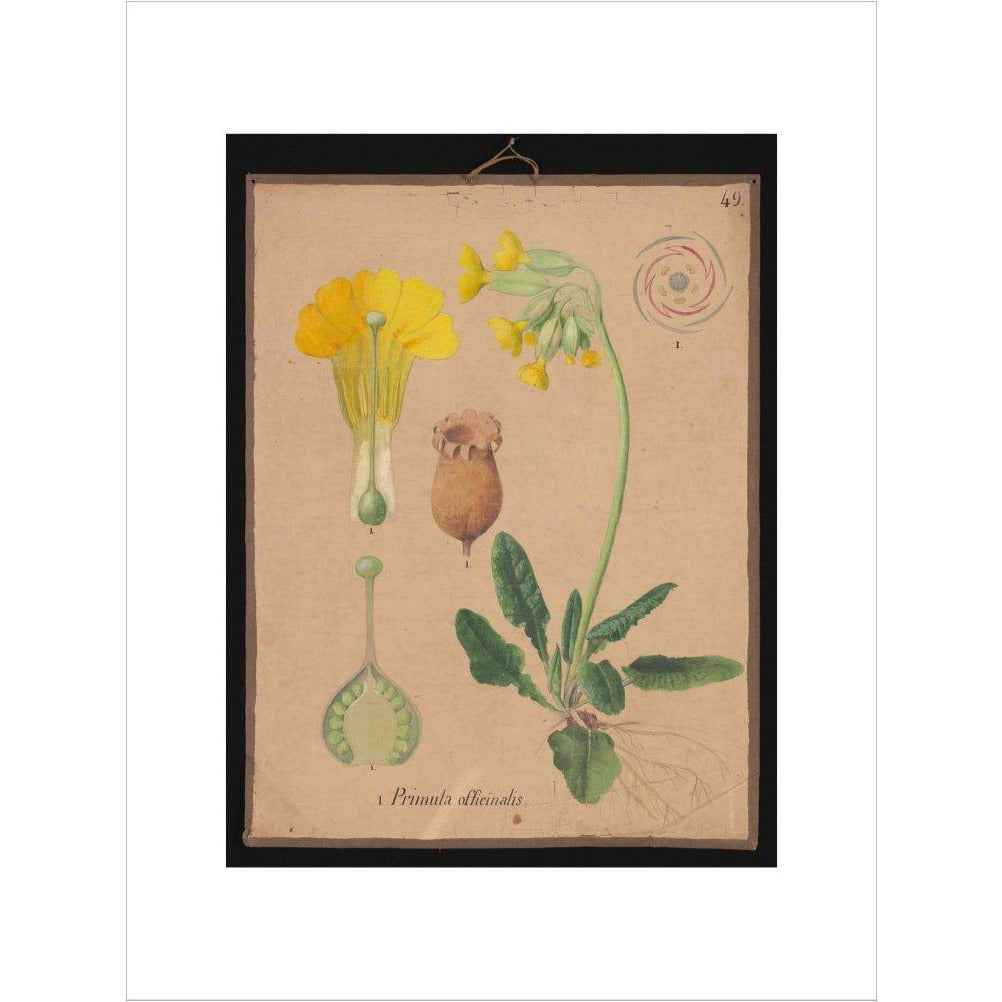 Primula Officianalis / Cowslip - Art print