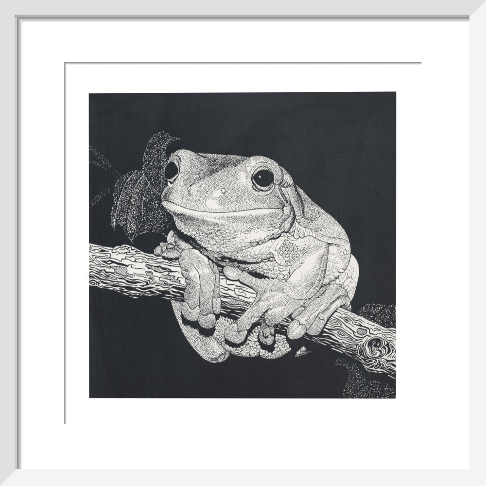 Green Tree Frog - art print