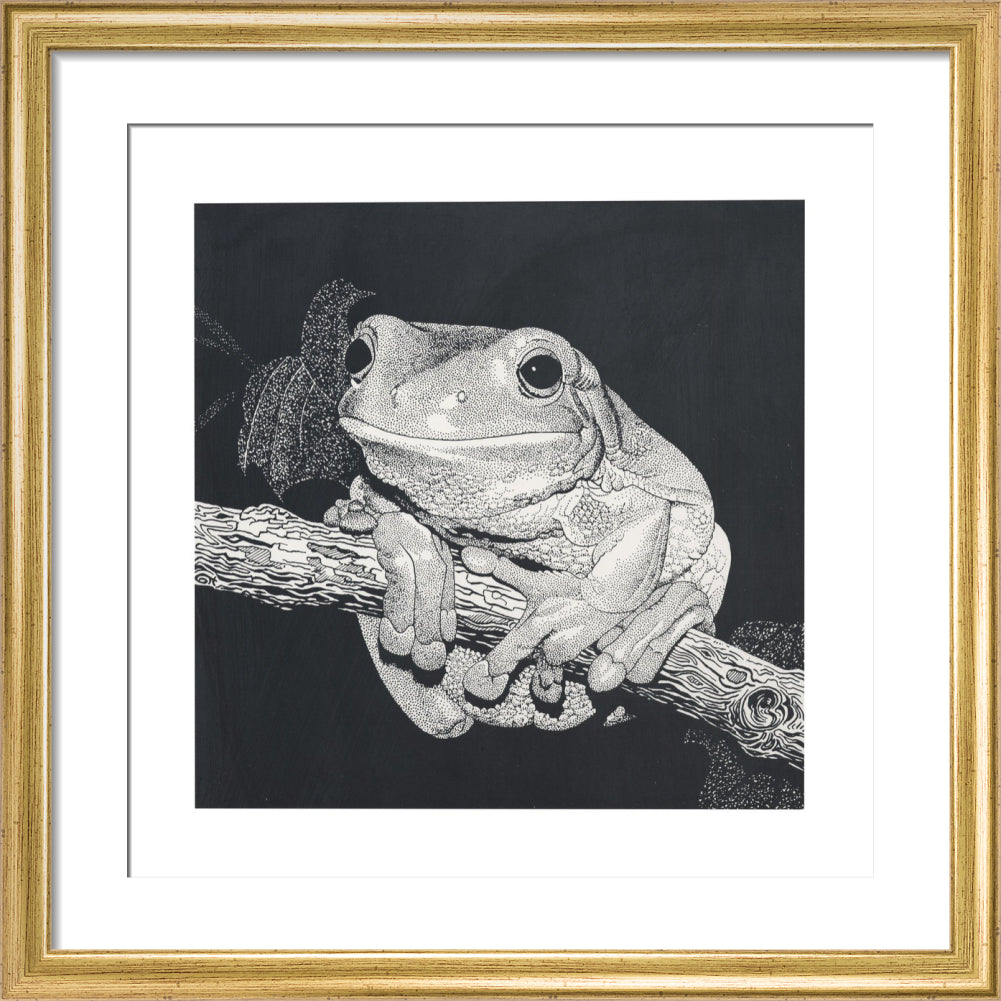 Green Tree Frog - art print