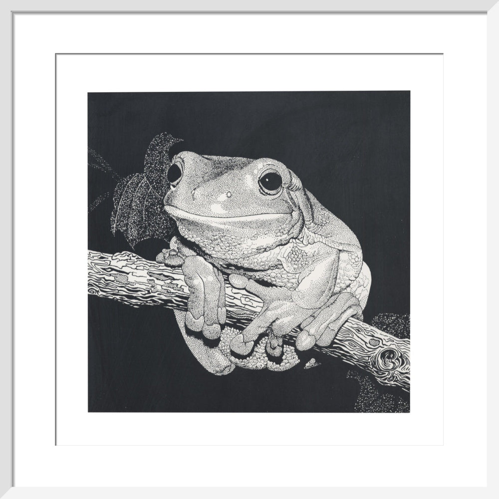 Green Tree Frog - art print